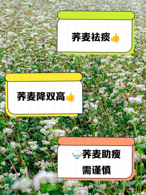 荞麦的功效与作用？荞麦的功效与作用及食用方法？-第5张图片-优品飞百科