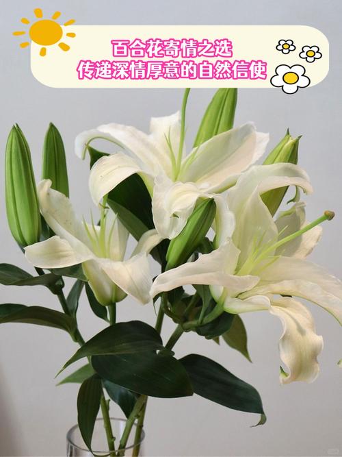 送什么花表示道歉，送什么花表示道歉的意思-第5张图片-优品飞百科