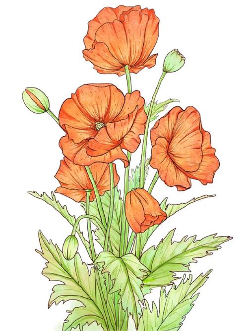 虞美人有毒吗，虞美人有毒吗种植它违法吗？-第2张图片-优品飞百科