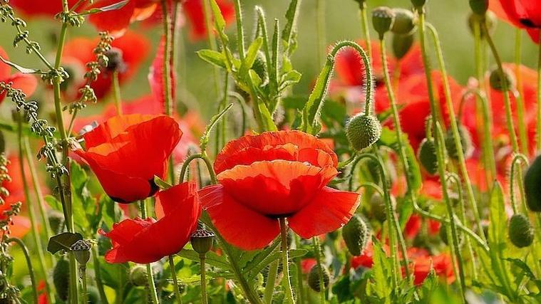 虞美人有毒吗，虞美人有毒吗种植它违法吗？-第3张图片-优品飞百科