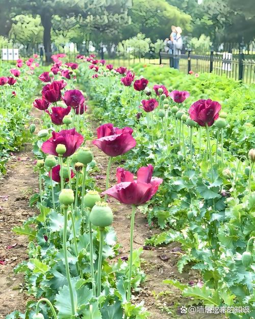 虞美人有毒吗，虞美人有毒吗种植它违法吗？-第4张图片-优品飞百科