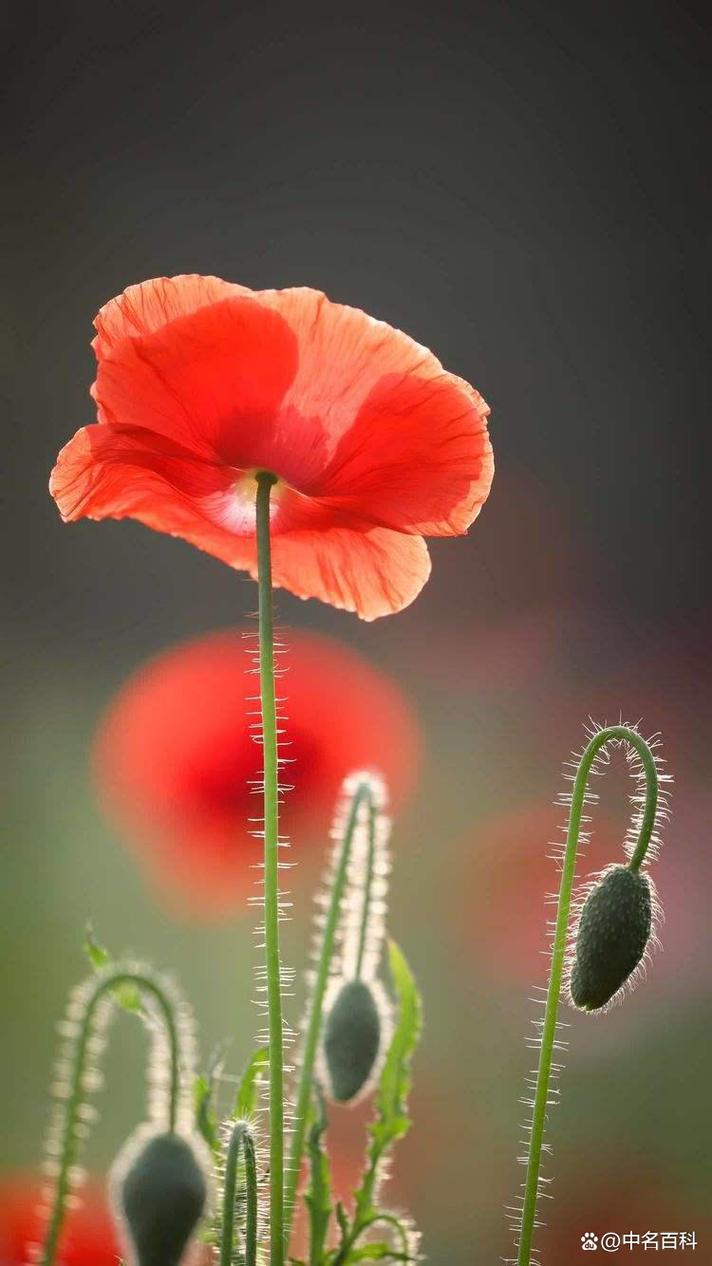 虞美人有毒吗，虞美人有毒吗种植它违法吗？-第5张图片-优品飞百科