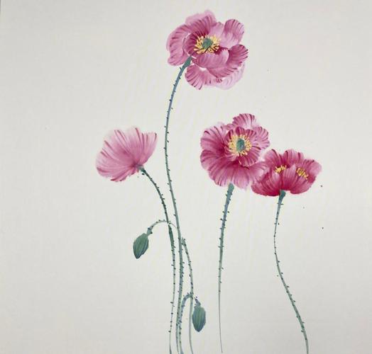 虞美人有毒吗，虞美人有毒吗种植它违法吗？-第6张图片-优品飞百科