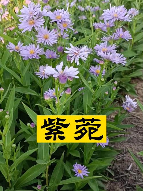 海紫苑的功效和作用？海藏紫苑散的组方？-第1张图片-优品飞百科