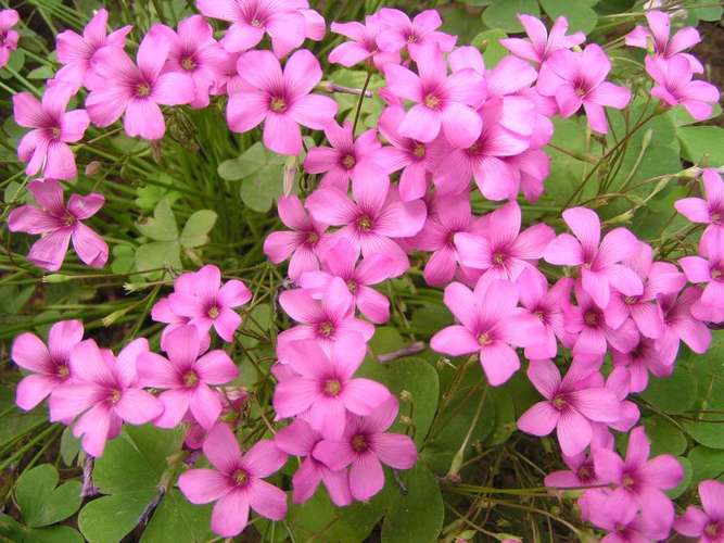 海紫苑的功效和作用？海藏紫苑散的组方？-第4张图片-优品飞百科