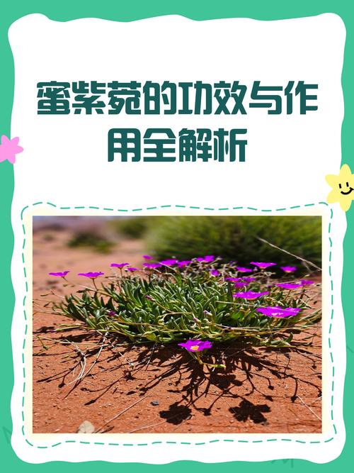 海紫苑的功效和作用？海藏紫苑散的组方？-第5张图片-优品飞百科