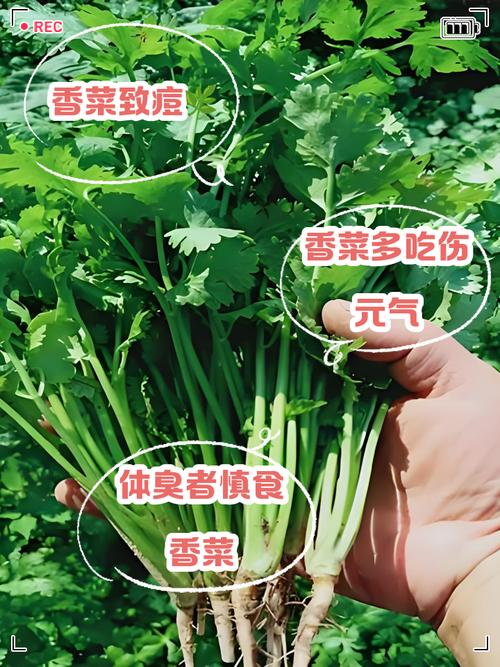 男人吃香菜好吗，男人吃香菜的坏处？男人吃香菜好吗,男人吃香菜的坏处？-第4张图片-优品飞百科
