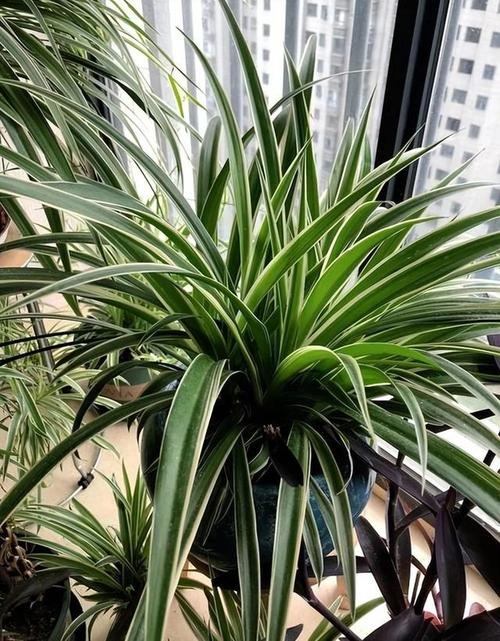 不需要阳光又好养的花？不需要阳光又好养的花户外？-第1张图片-优品飞百科