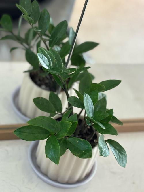 不需要阳光又好养的花？不需要阳光又好养的花户外？-第2张图片-优品飞百科