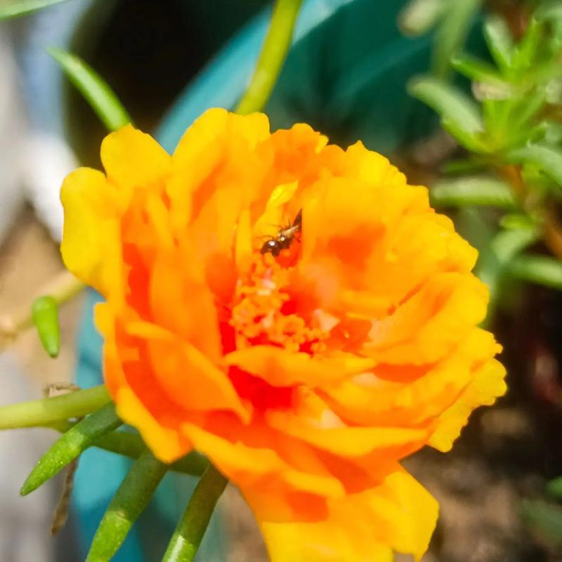 不需要阳光又好养的花？不需要阳光又好养的花户外？-第3张图片-优品飞百科