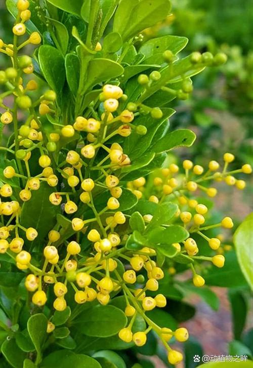 不需要阳光又好养的花？不需要阳光又好养的花户外？-第4张图片-优品飞百科