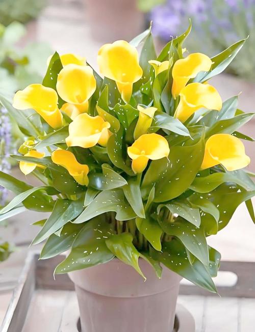 不需要阳光又好养的花？不需要阳光又好养的花户外？-第7张图片-优品飞百科