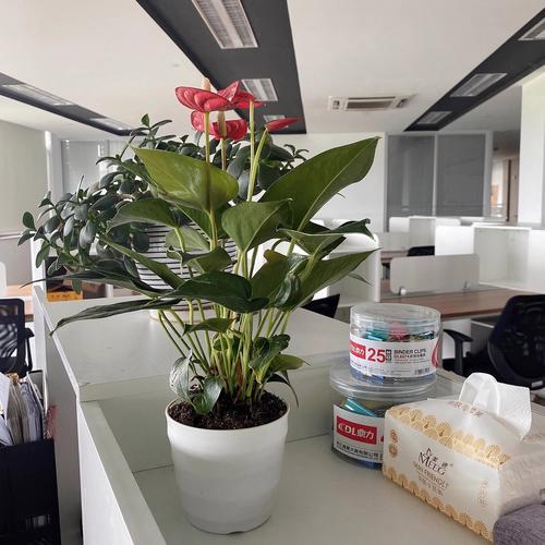 不需要阳光又好养的花？不需要阳光又好养的花户外？-第8张图片-优品飞百科