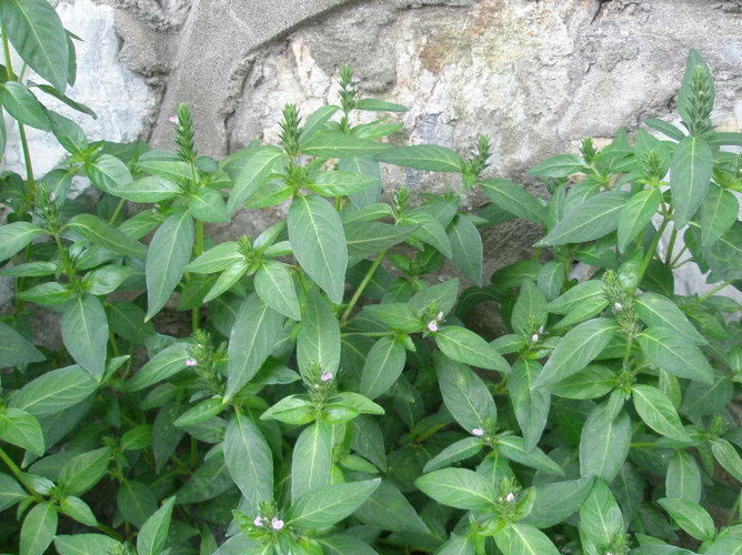 野荞麦叶子可以吃吗，野荞麦叶子吃了会中毒吗？-第1张图片-优品飞百科