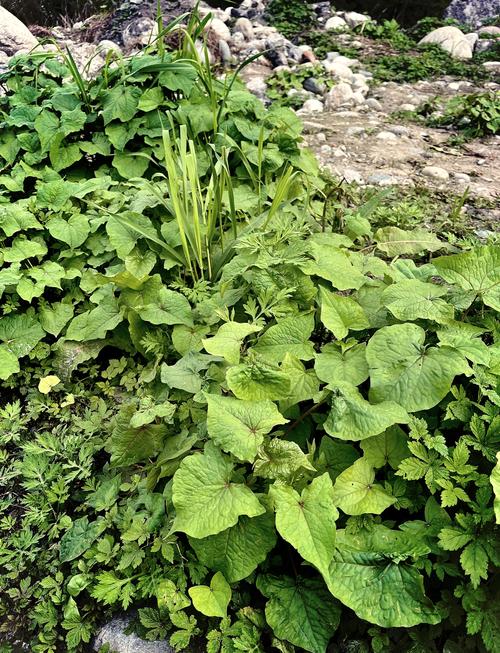 野荞麦叶子可以吃吗，野荞麦叶子吃了会中毒吗？-第2张图片-优品飞百科