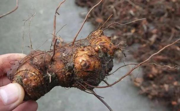 野荞麦叶子可以吃吗，野荞麦叶子吃了会中毒吗？-第4张图片-优品飞百科