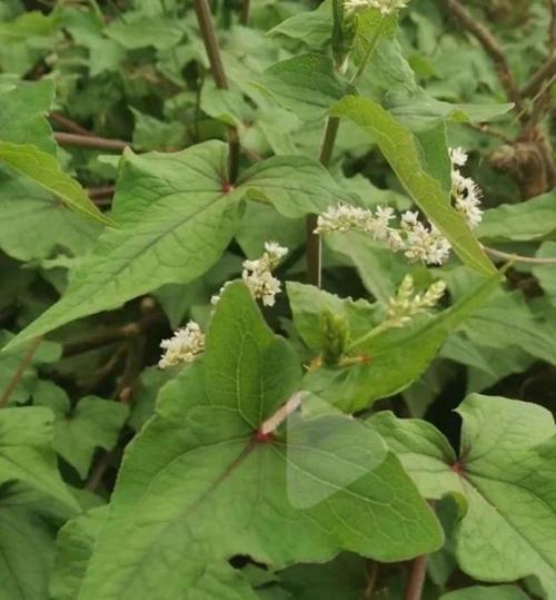 野荞麦叶子可以吃吗，野荞麦叶子吃了会中毒吗？-第6张图片-优品飞百科