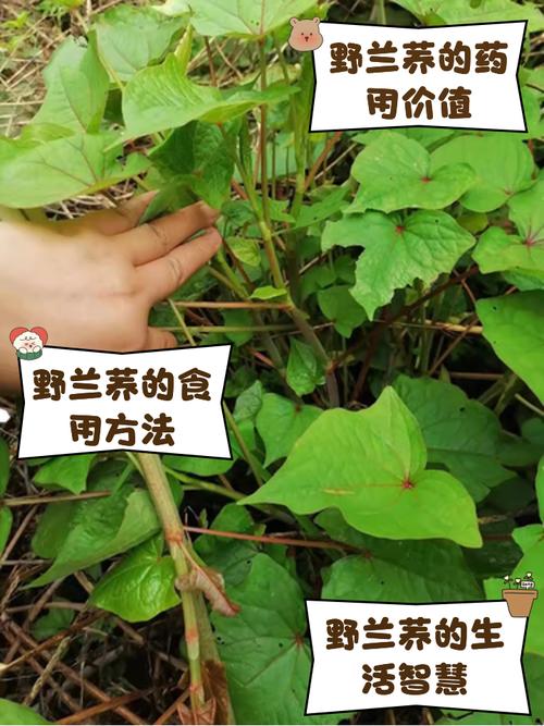 野荞麦叶子可以吃吗，野荞麦叶子吃了会中毒吗？-第7张图片-优品飞百科