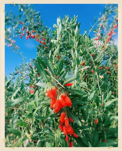 都兰县天气预报?青海省都兰县天气预报?-第6张图片-优品飞百科 都兰县天气预报?青海省都兰县天气预报?-第6张图片-优品飞百科