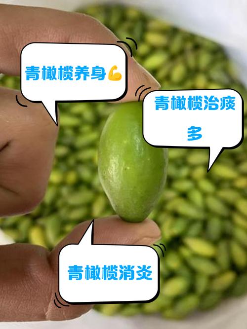 青橄榄的功效与作用，福建青橄榄的功效与作用-第2张图片-优品飞百科