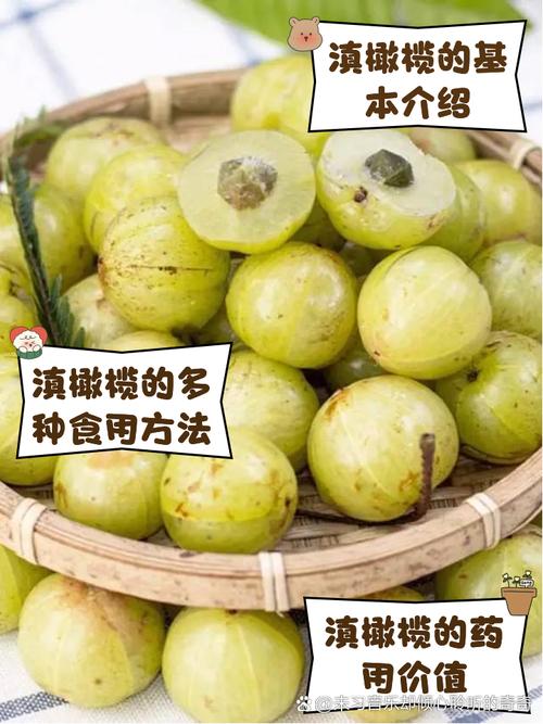 青橄榄的功效与作用，福建青橄榄的功效与作用-第8张图片-优品飞百科