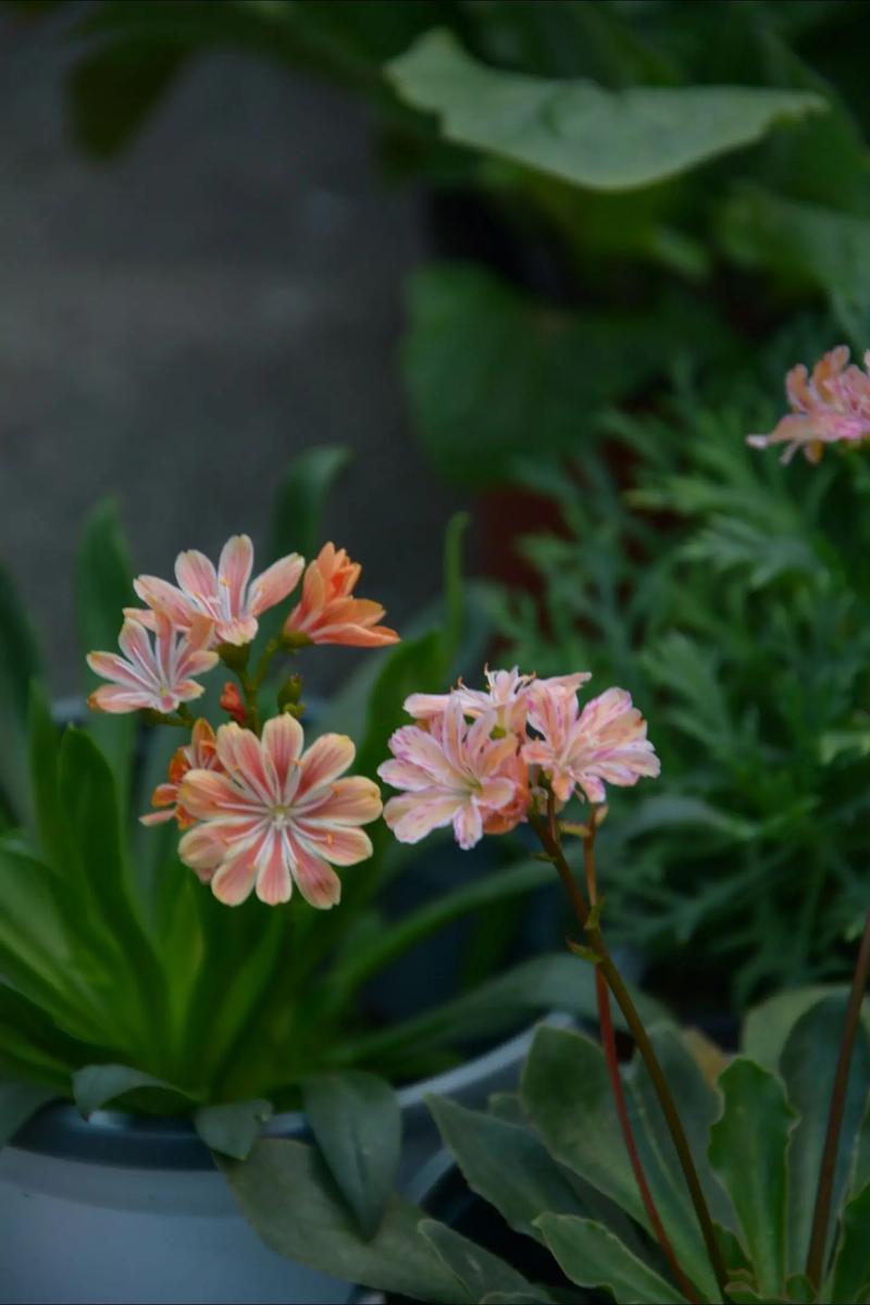 露薇花可以放在室内吗,露薇花放在室内会开花吗-第1张图片-优品飞百科 露薇花可以放在室内吗,露薇花放在室内会开花吗-第1张图片-优品飞百科