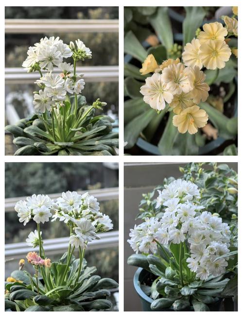 露薇花可以放在室内吗,露薇花放在室内会开花吗-第2张图片-优品飞百科 露薇花可以放在室内吗,露薇花放在室内会开花吗-第2张图片-优品飞百科