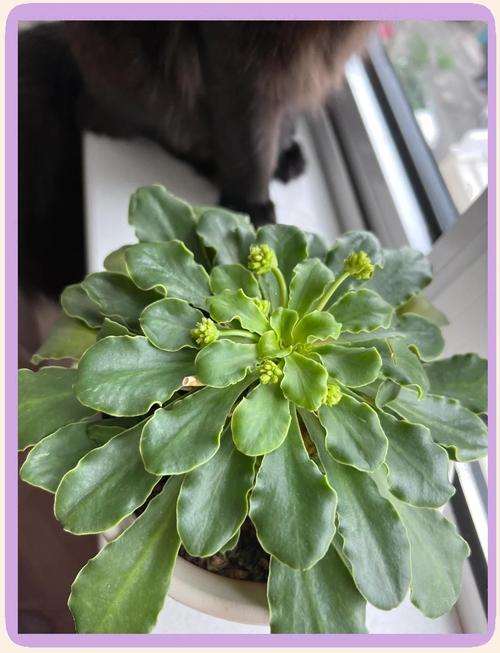 露薇花可以放在室内吗,露薇花放在室内会开花吗-第3张图片-优品飞百科 露薇花可以放在室内吗,露薇花放在室内会开花吗-第3张图片-优品飞百科