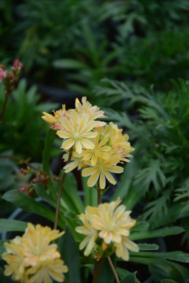 露薇花可以放在室内吗,露薇花放在室内会开花吗-第4张图片-优品飞百科 露薇花可以放在室内吗,露薇花放在室内会开花吗-第4张图片-优品飞百科