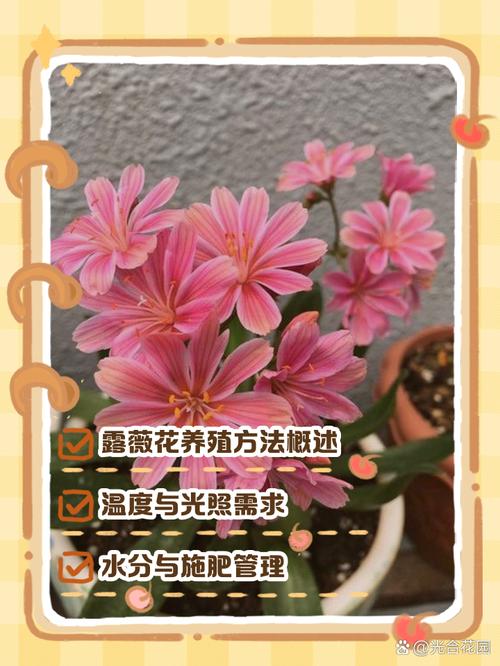 露薇花可以放在室内吗,露薇花放在室内会开花吗-第5张图片-优品飞百科 露薇花可以放在室内吗,露薇花放在室内会开花吗-第5张图片-优品飞百科