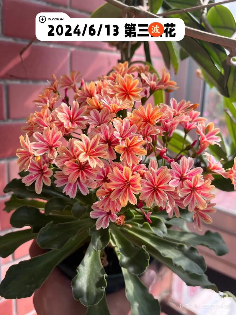 露薇花可以放在室内吗,露薇花放在室内会开花吗-第6张图片-优品飞百科 露薇花可以放在室内吗,露薇花放在室内会开花吗-第6张图片-优品飞百科