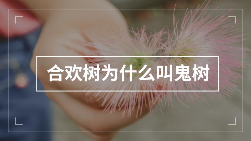 合欢花的花语及传说，合欢花的花语是什么?-第2张图片-优品飞百科