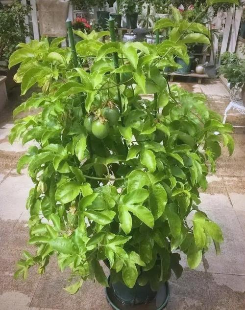 多香果的养殖方法?多香果树?-第4张图片-优品飞百科 多香果的养殖方法?多香果树?-第4张图片-优品飞百科