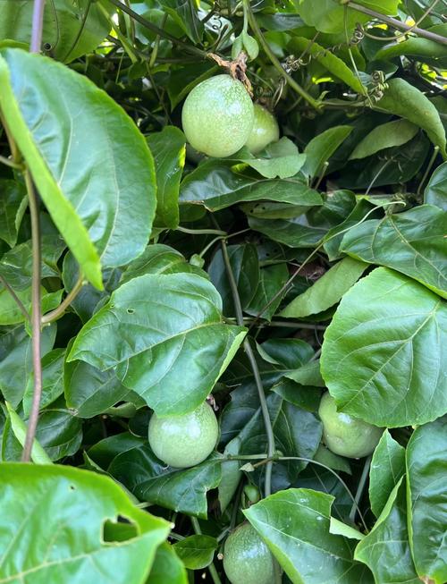 多香果的养殖方法?多香果树?-第6张图片-优品飞百科 多香果的养殖方法?多香果树?-第6张图片-优品飞百科