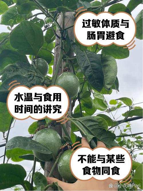 多香果的养殖方法?多香果树?-第7张图片-优品飞百科 多香果的养殖方法?多香果树?-第7张图片-优品飞百科