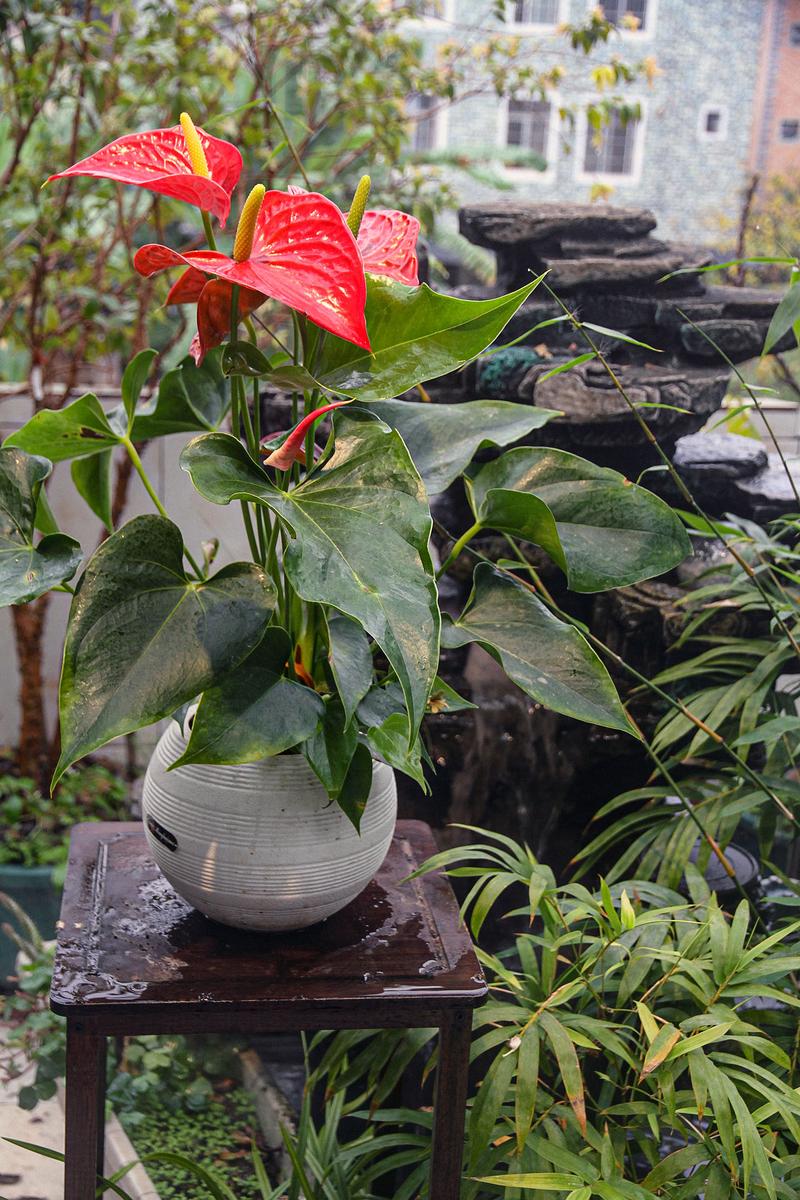 红掌的寓意是什么，红掌的寓意是什么意思