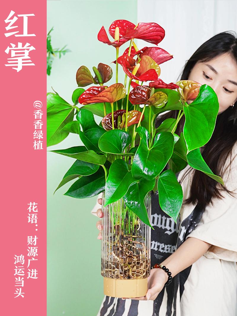 红掌的寓意是什么，红掌的寓意是什么意思-第3张图片-优品飞百科