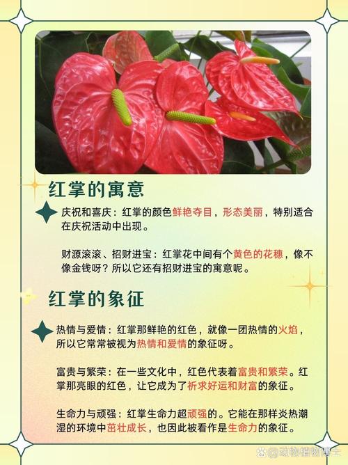 红掌的寓意是什么，红掌的寓意是什么意思-第5张图片-优品飞百科