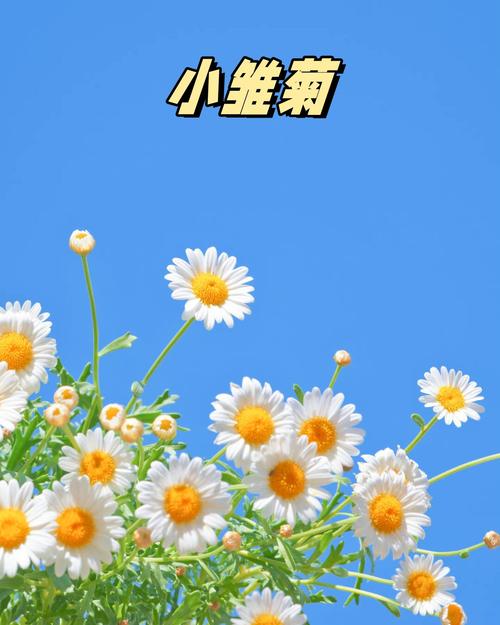 什么花代表初恋,什么花代表初恋的意思?-第1张图片-优品飞百科 什么花代表初恋,什么花代表初恋的意思?-第1张图片-优品飞百科