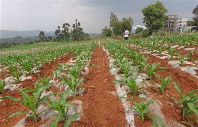 不夜城有毒吗能否家养呢，不夜城是干嘛的？-第2张图片-优品飞百科