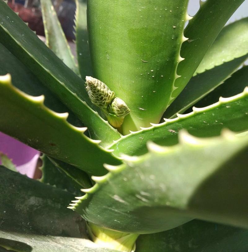 不夜城有毒吗能否家养呢，不夜城是干嘛的？-第3张图片-优品飞百科