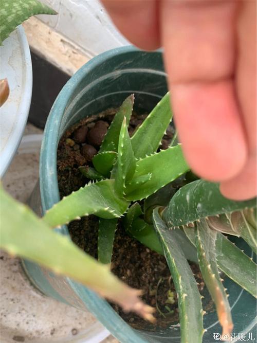 不夜城有毒吗能否家养呢，不夜城是干嘛的？-第4张图片-优品飞百科