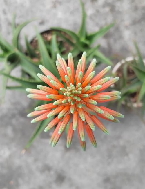 不夜城有毒吗能否家养呢，不夜城是干嘛的？-第5张图片-优品飞百科