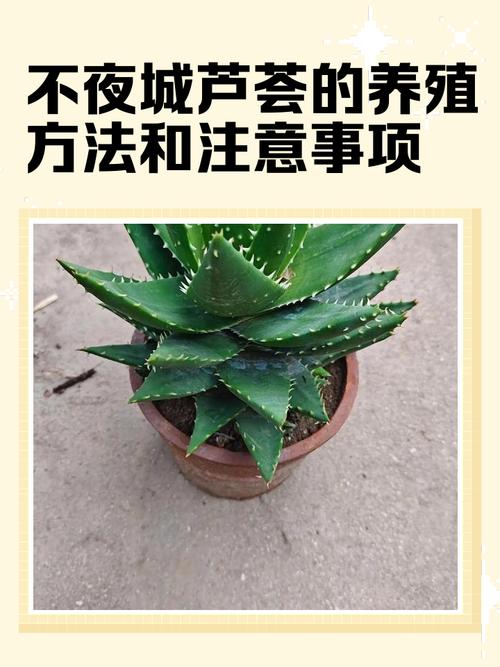 不夜城有毒吗能否家养呢，不夜城是干嘛的？-第6张图片-优品飞百科