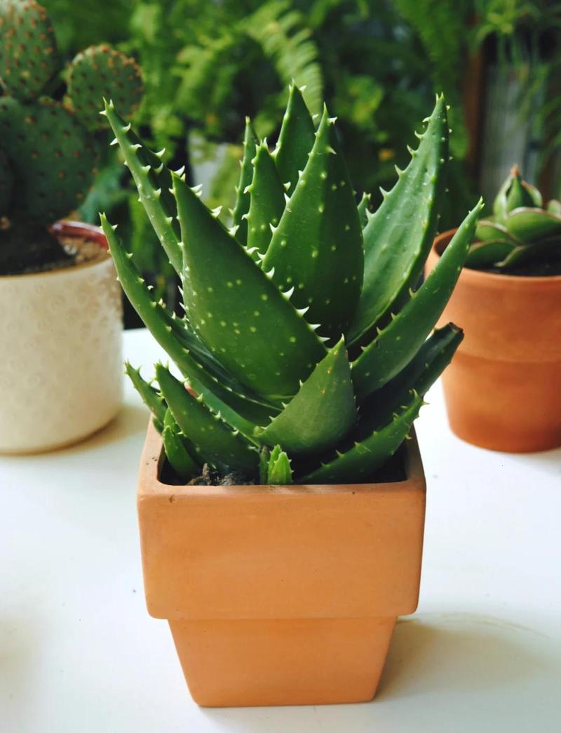 不夜城有毒吗能否家养呢，不夜城是干嘛的？-第7张图片-优品飞百科