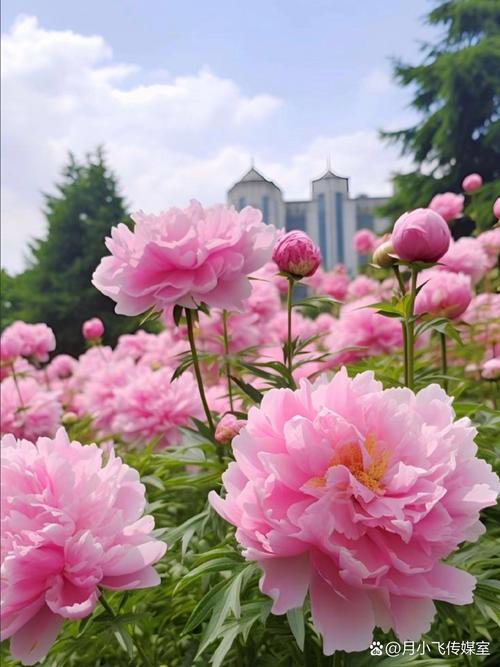 牡丹寓意,不同颜色牡丹寓意?-第3张图片-优品飞百科 牡丹寓意,不同颜色牡丹寓意?-第3张图片-优品飞百科