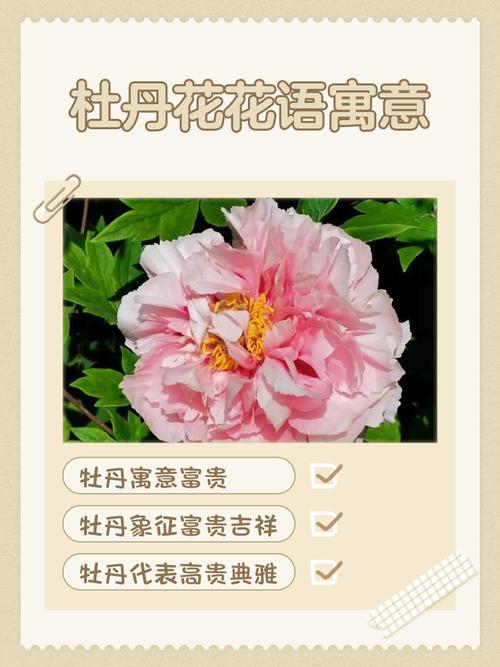 牡丹寓意,不同颜色牡丹寓意?-第4张图片-优品飞百科 牡丹寓意,不同颜色牡丹寓意?-第4张图片-优品飞百科