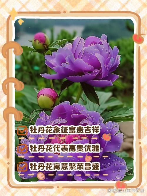 牡丹寓意,不同颜色牡丹寓意?-第5张图片-优品飞百科 牡丹寓意,不同颜色牡丹寓意?-第5张图片-优品飞百科