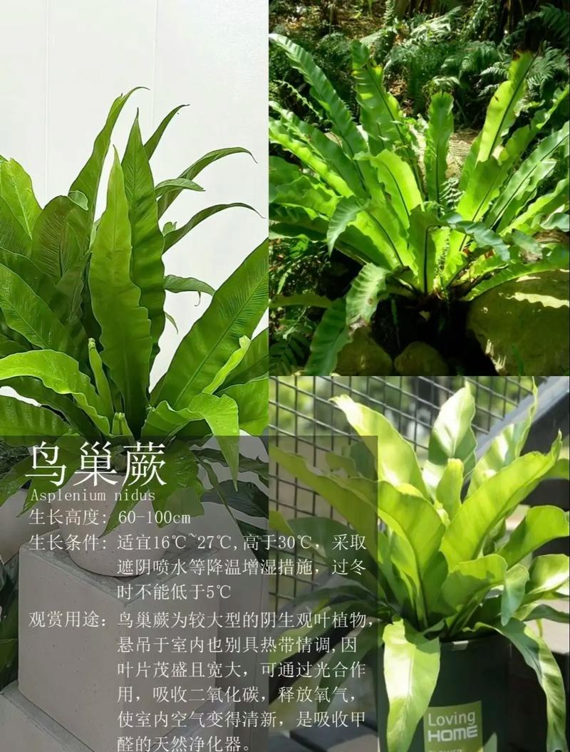 鹿角蕨的功效与作用？鹿角蕨的药用价值？-第1张图片-优品飞百科