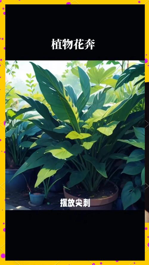 鹿角蕨的功效与作用？鹿角蕨的药用价值？-第3张图片-优品飞百科